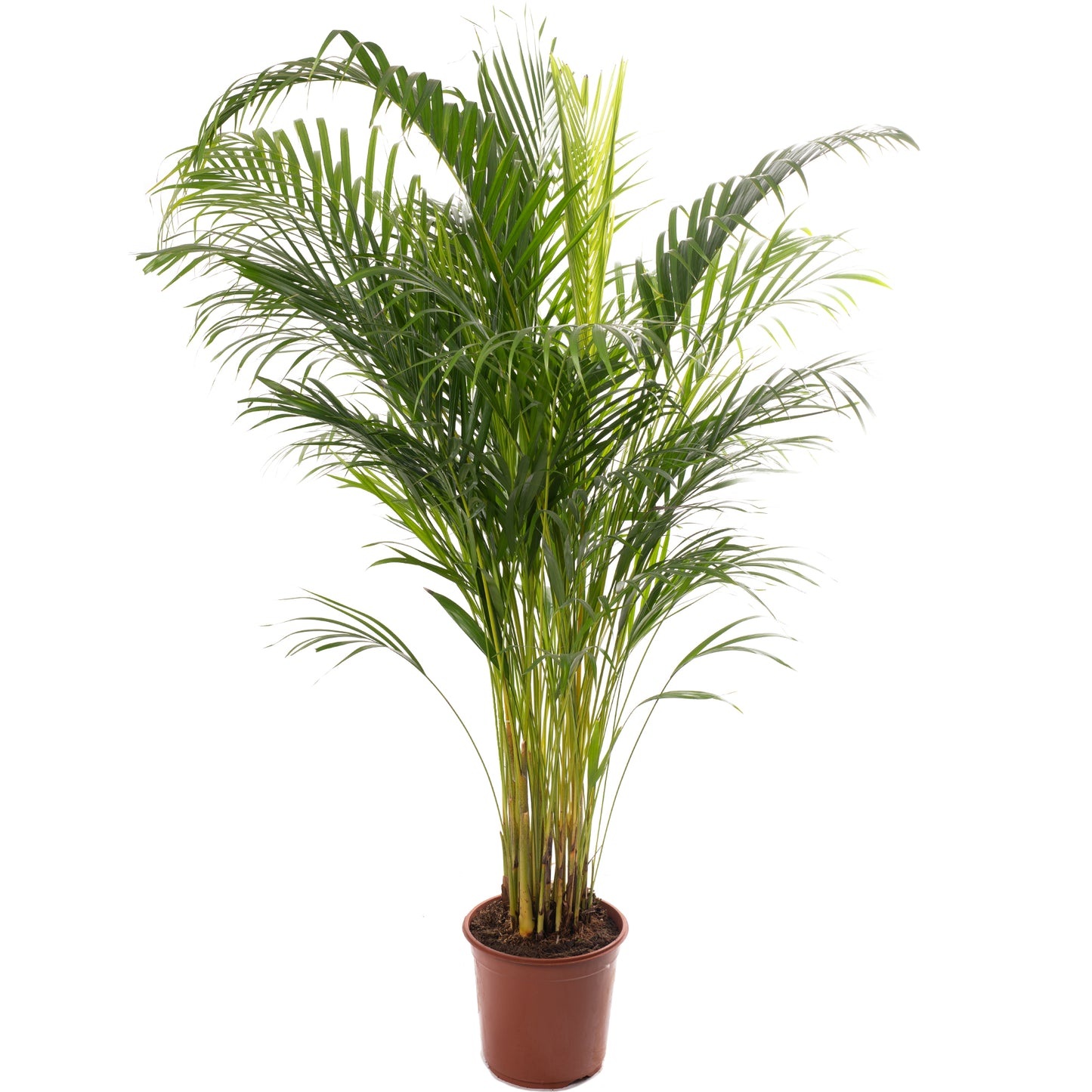 Areca Palm