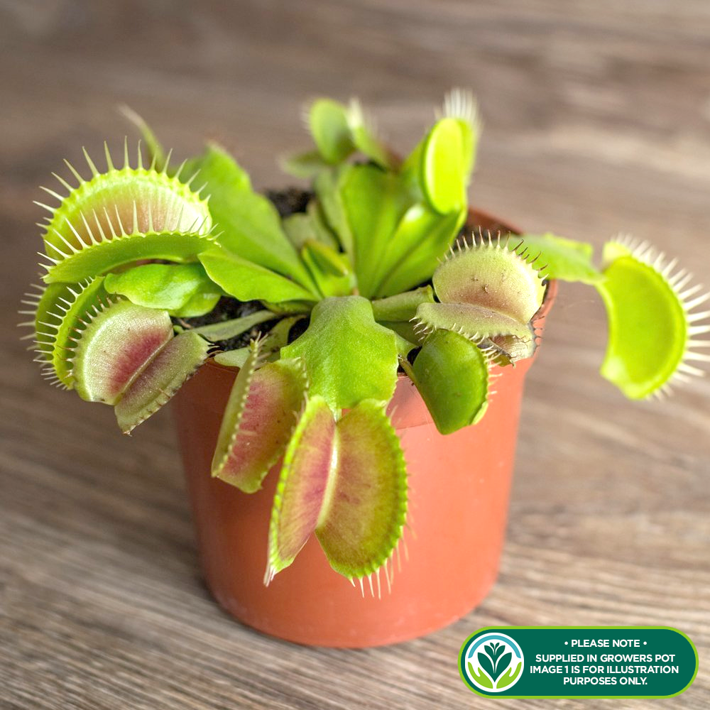 Dionea muscipula Venus Fly Trap (9cm, V1)