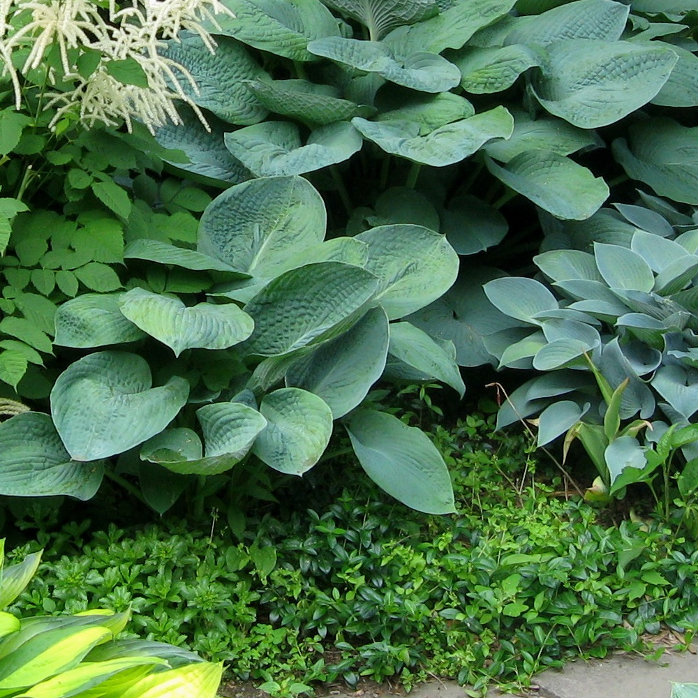 Vinca Bowles (9cm)