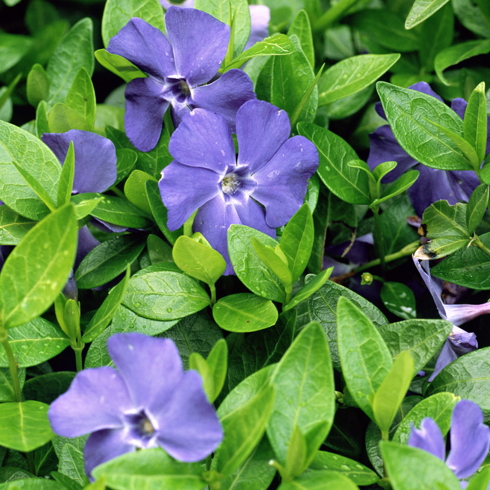 Vinca Bowles (9cm)