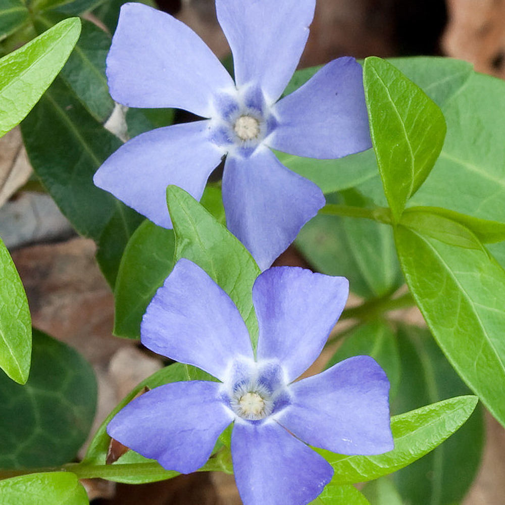 Vinca Bowles (9cm)
