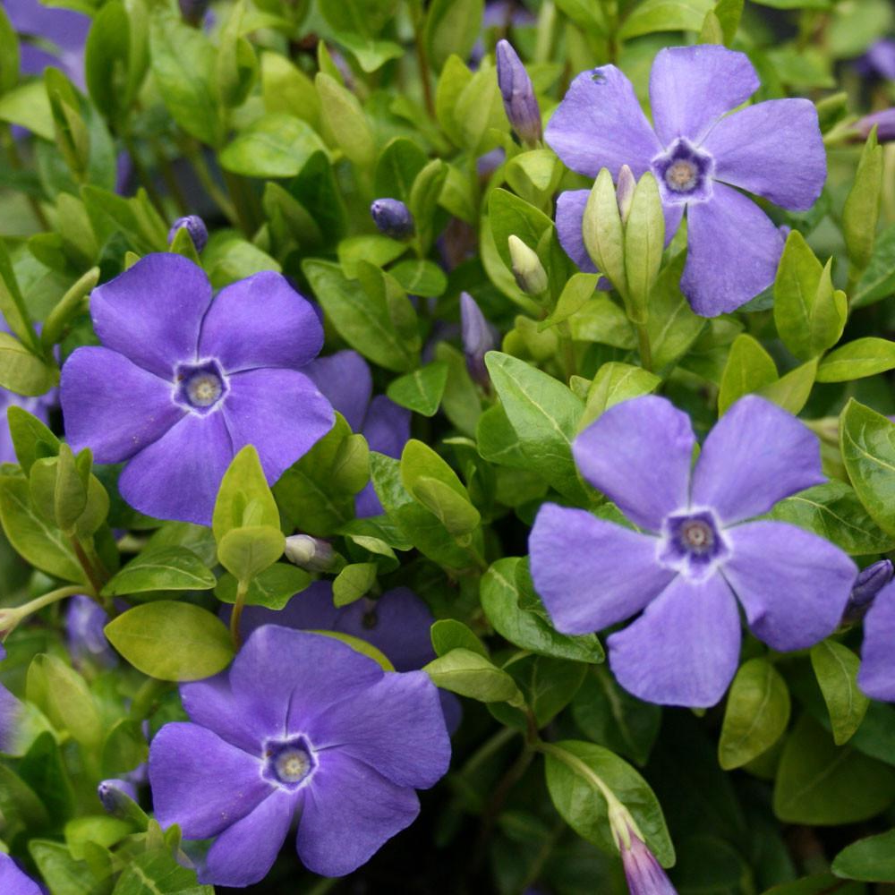 Vinca Bowles (9cm)