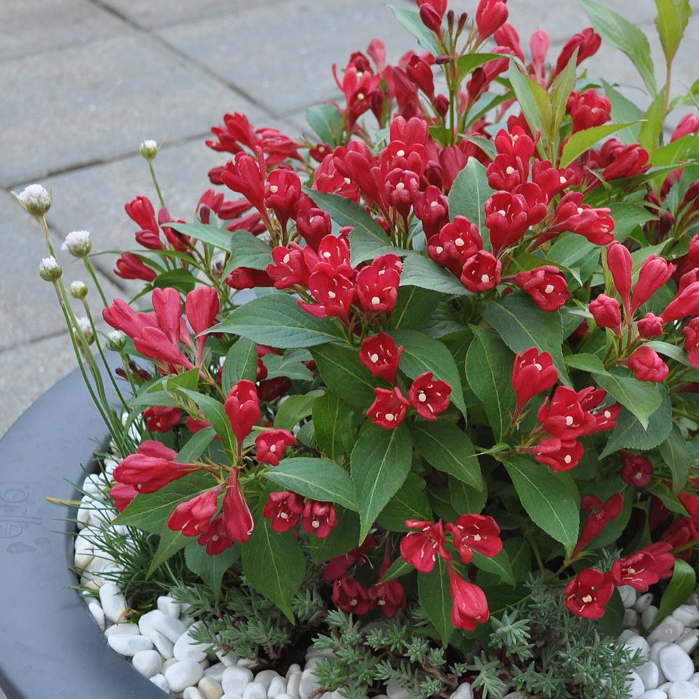 Weigela All Summer Red (9cm)