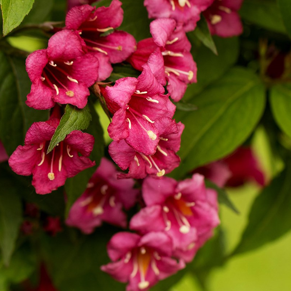 Weigela Bristol Ruby (9cm)