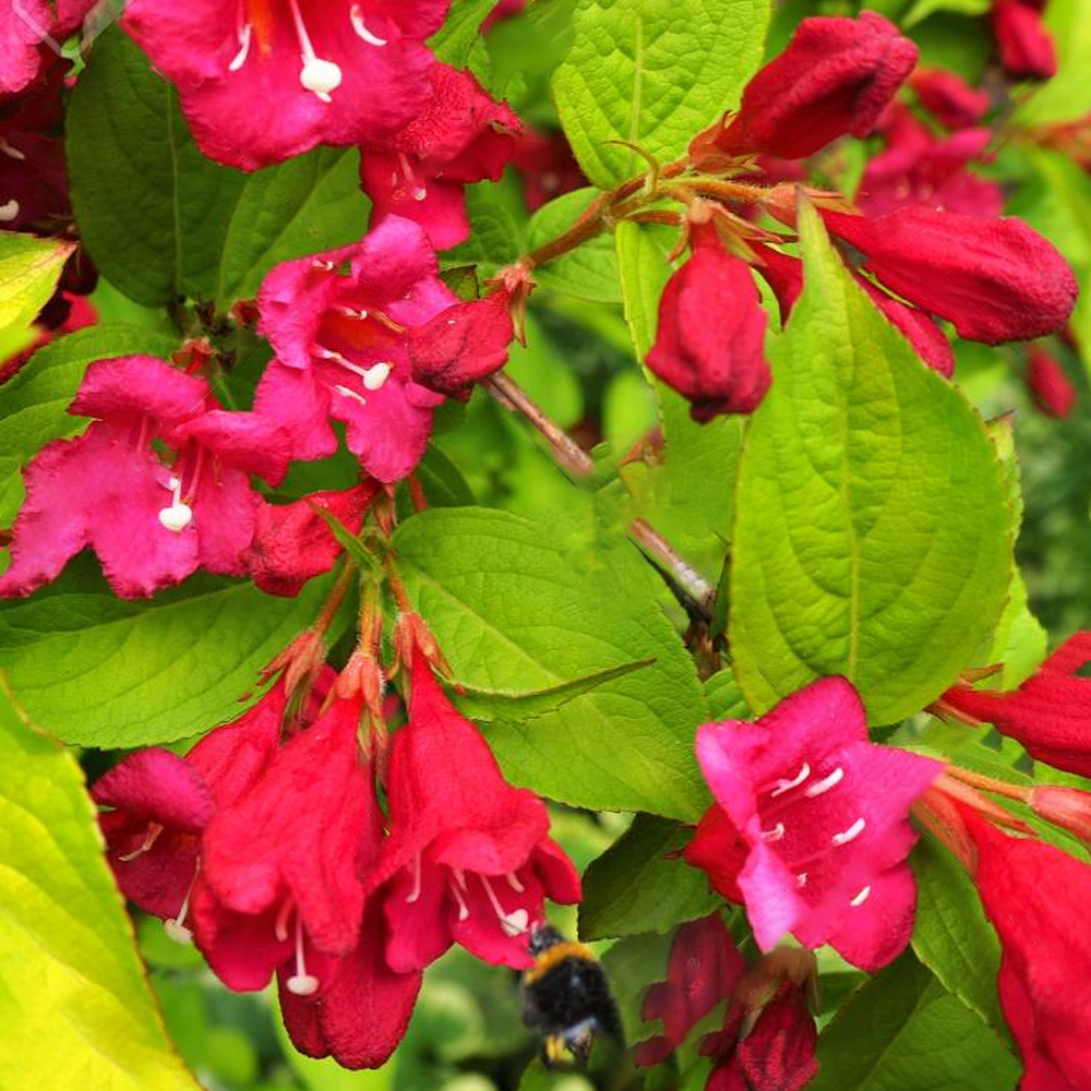 Weigela Rubidor (9cm)