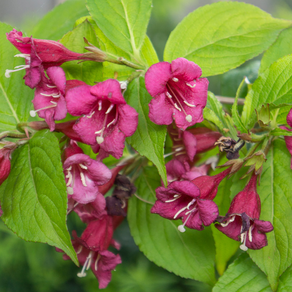 Weigela Rubidor (9cm)