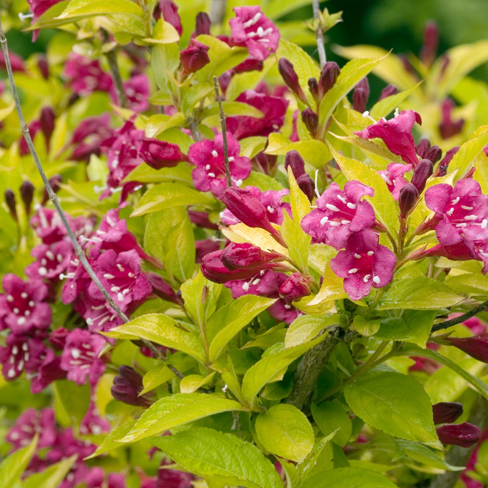 Weigela Rubidor (9cm)