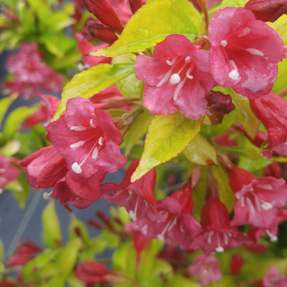 Weigela Rubidor (9cm)