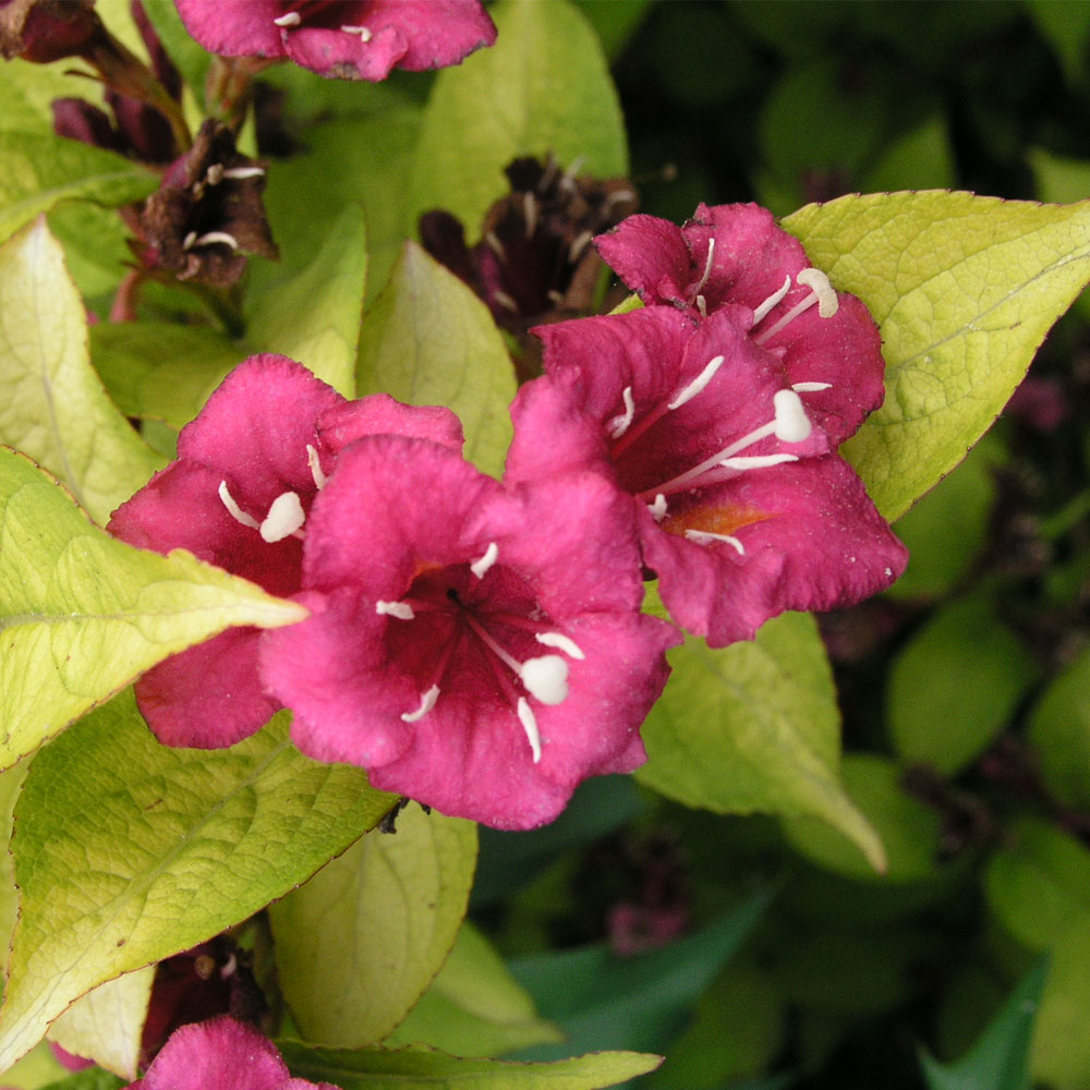 Weigela Rubidor (9cm)