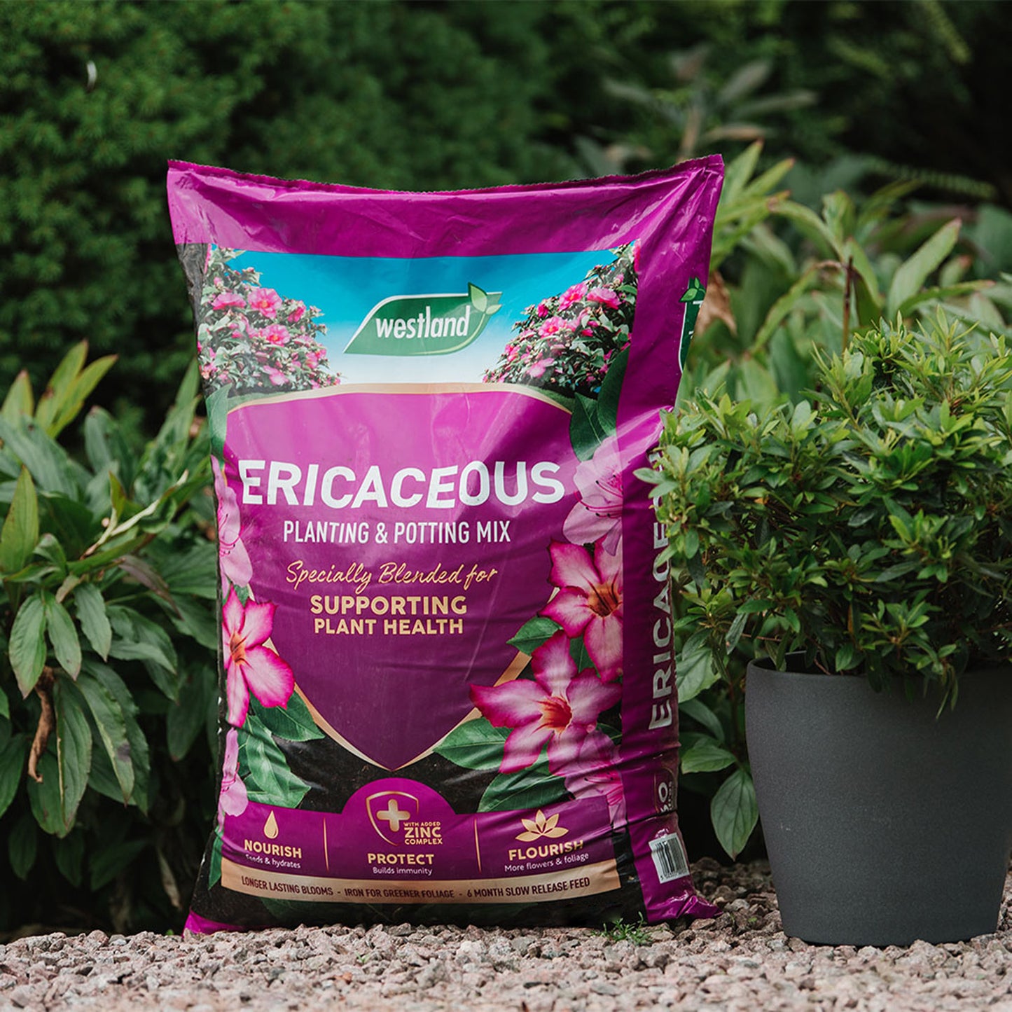 Westland Ericaceous Planting and Potting Mix 50L