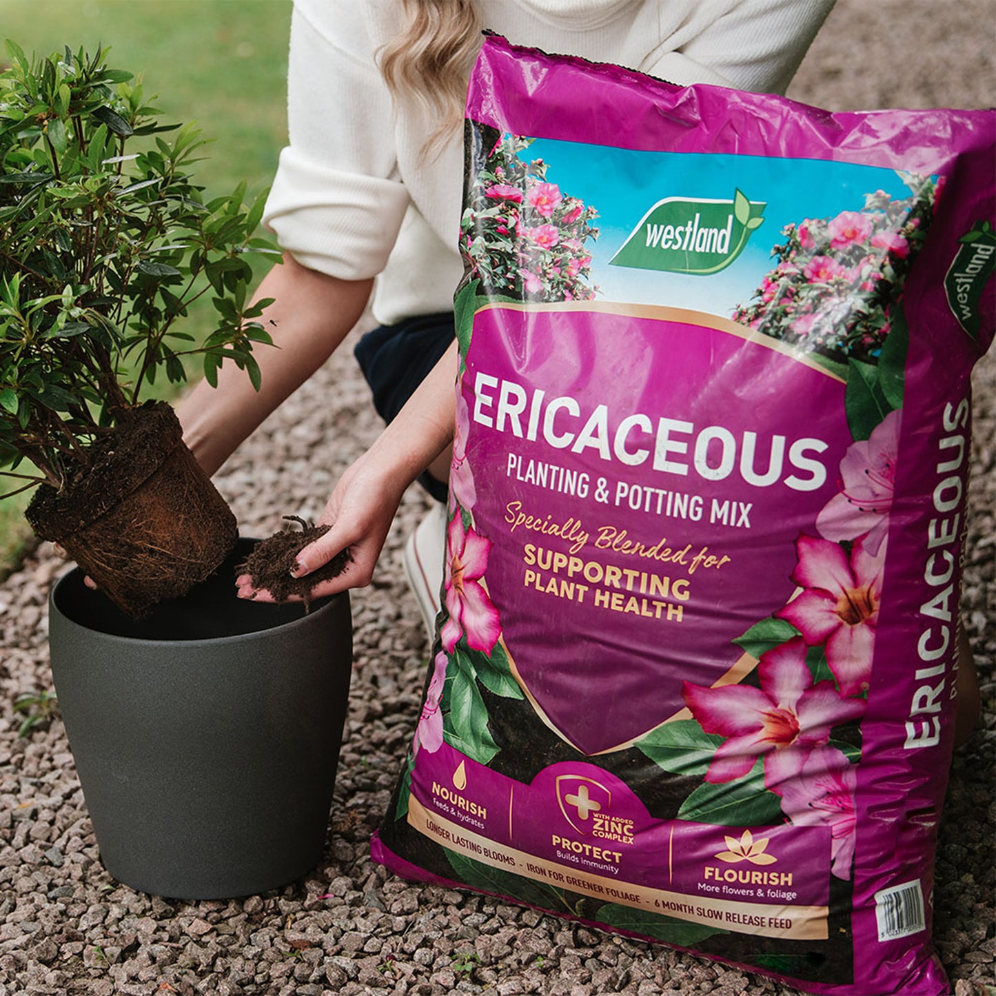 Westland Ericaceous Planting and Potting Mix 50L