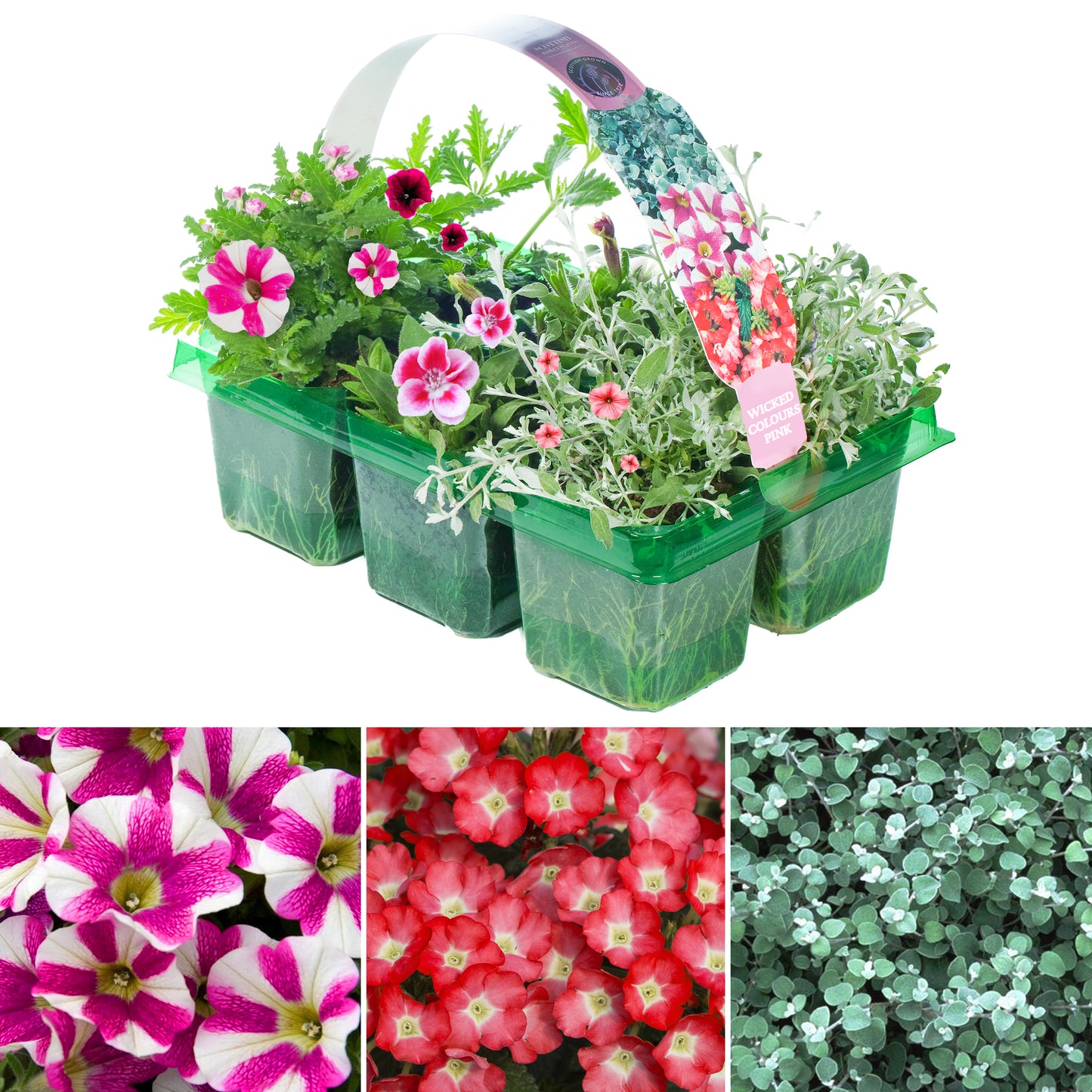 Basket Plants - Wicked Pink Mixed Variety (6 Pack)