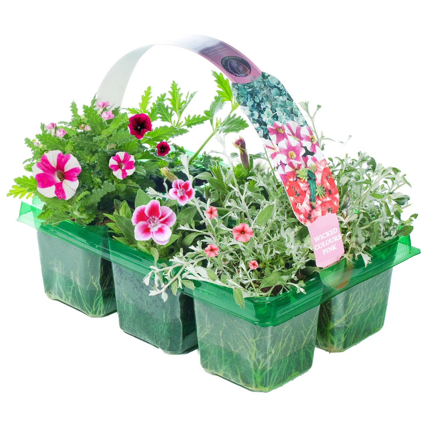Basket Plants - Wicked Pink Mixed Variety (6 Pack)