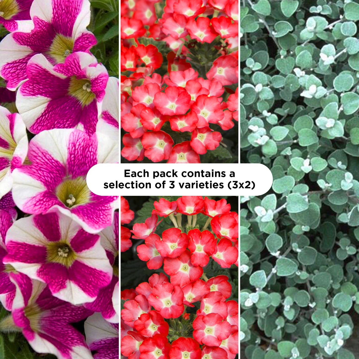 Basket Plants - Wicked Pink Mixed Variety (6 Pack)