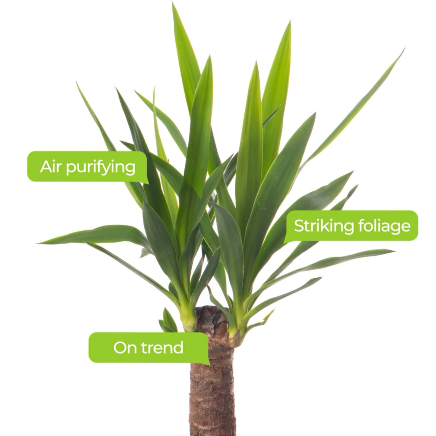 Yucca Elephantipes