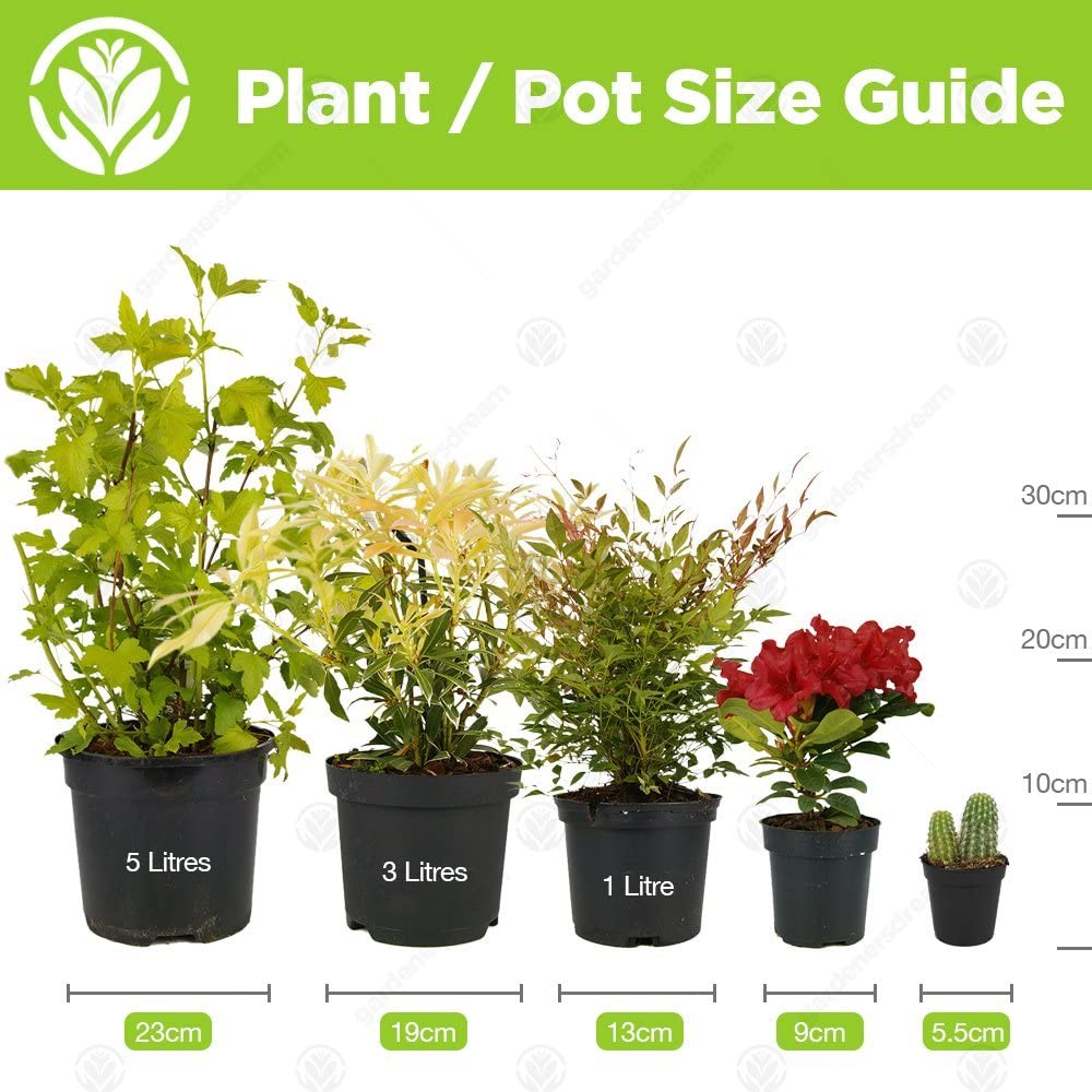 Buxus Pyramid (50-60cm, 2 Pack)