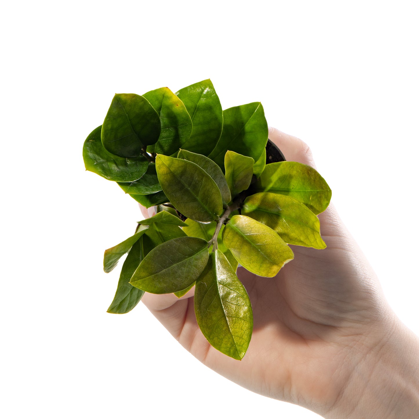 Baby Plants - Zamioculcas Zamiifolia