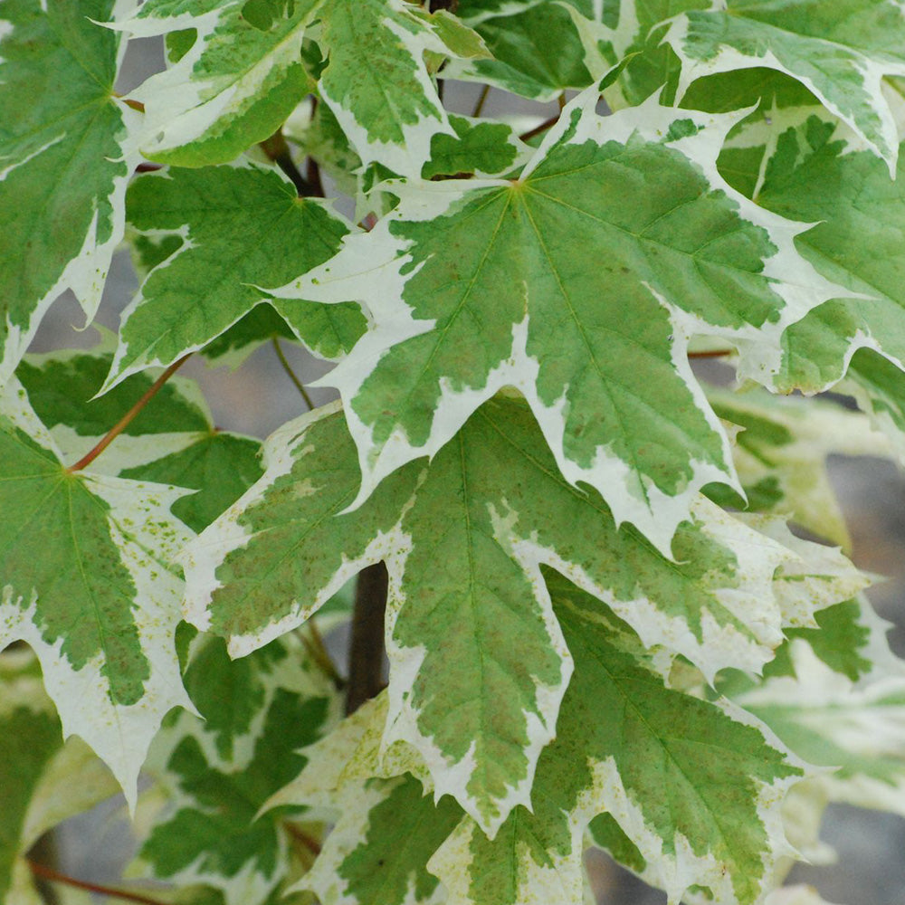 Acer Drummondii Tree (12L, 5-6ft)