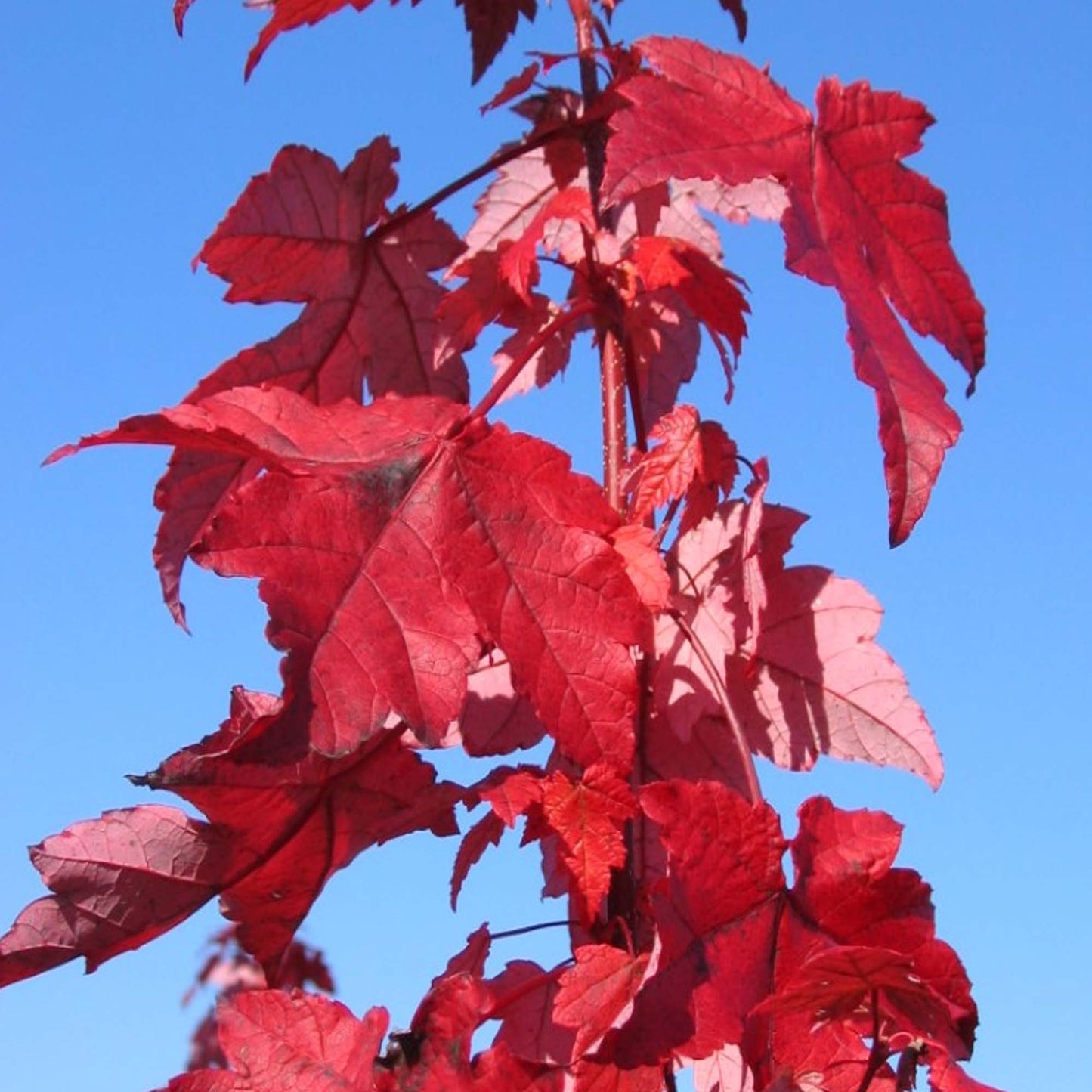 Acer rubrum Redpointe Tree (12L, 5-6ft)