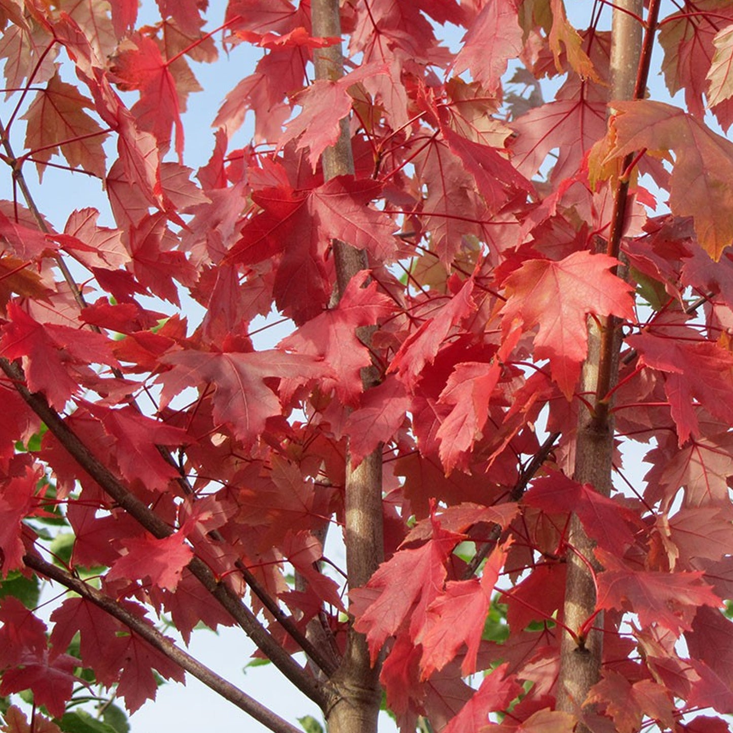 Acer freemanii 'Jeffersred' (10L, 5-6ft)
