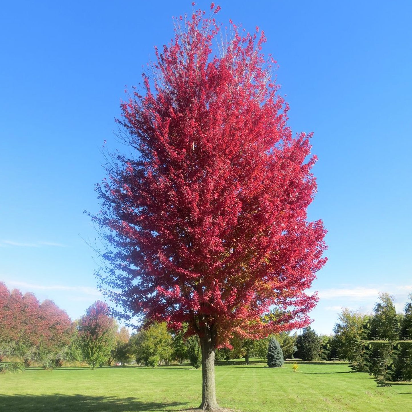 Acer freemanii 'Jeffersred' (10L, 5-6ft)