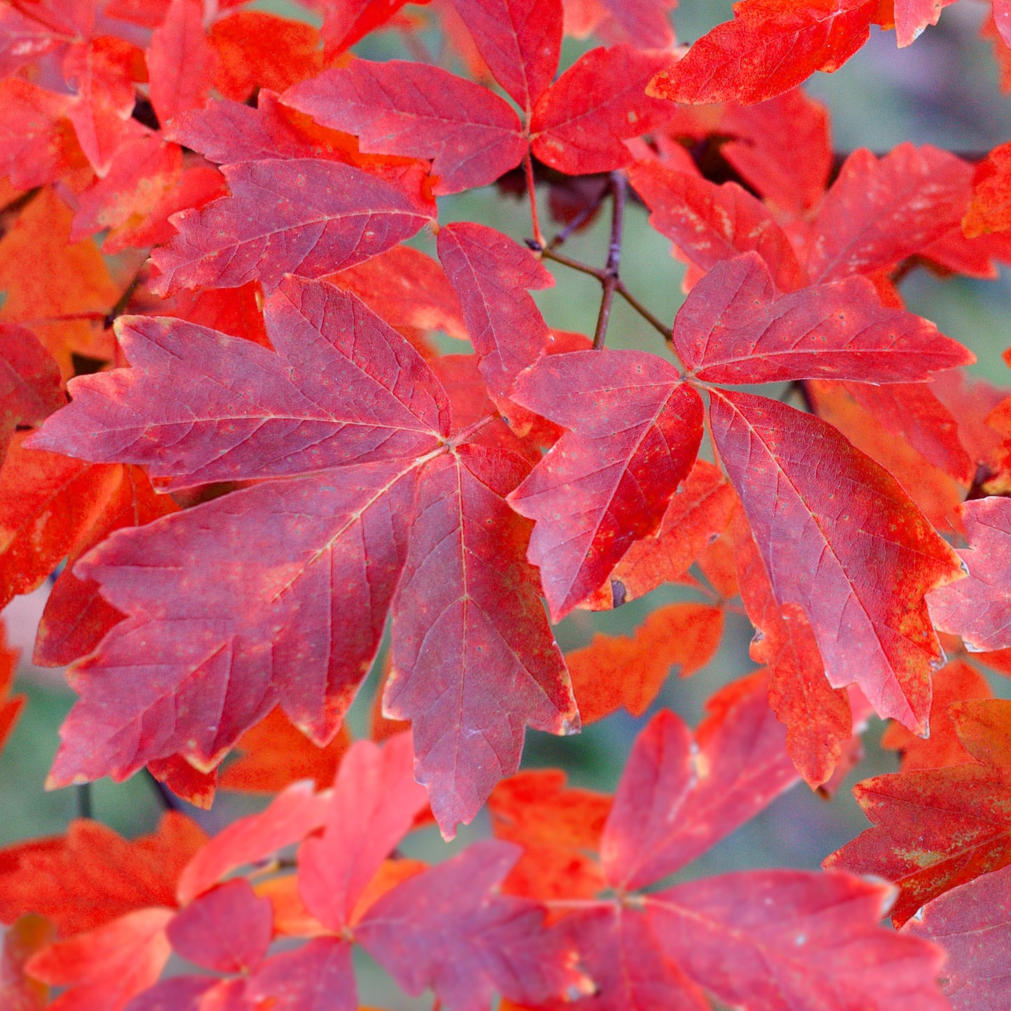 Acer Griseum Tree (10L, 5-6ft)