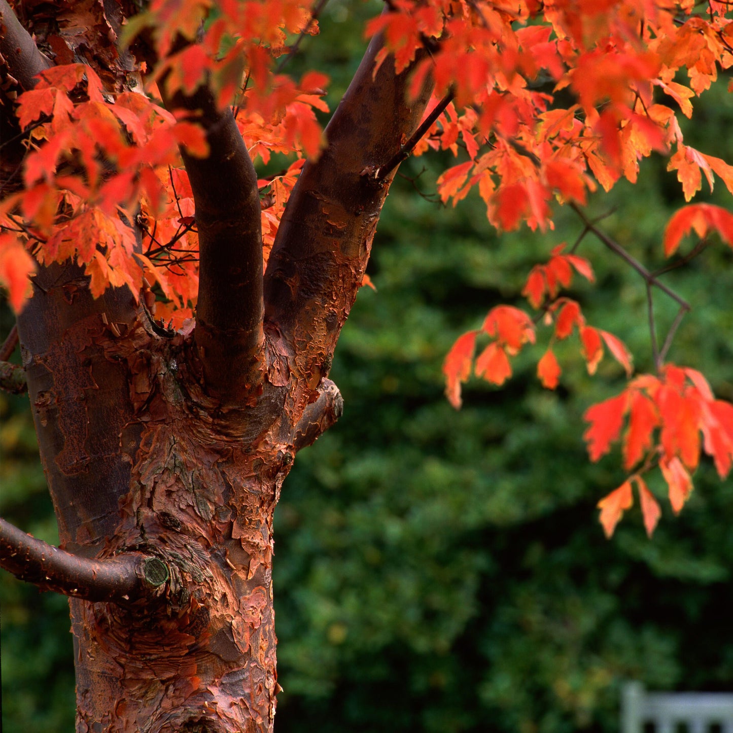 Acer Griseum Tree (10L, 5-6ft)