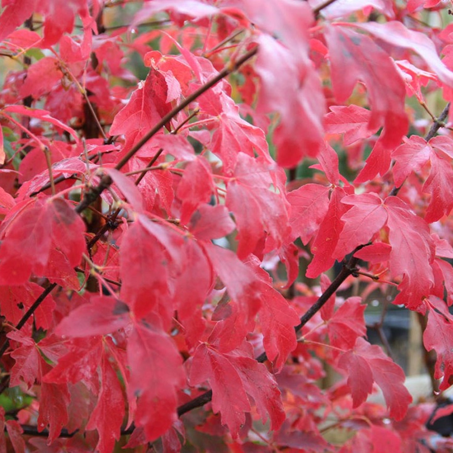 Acer Griseum Tree (10L, 5-6ft)