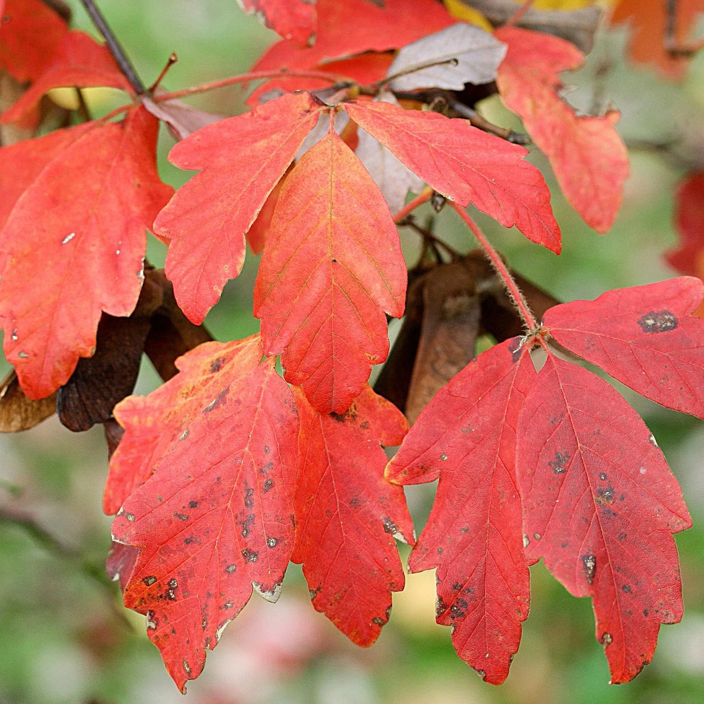 Acer Griseum Tree (10L, 5-6ft)