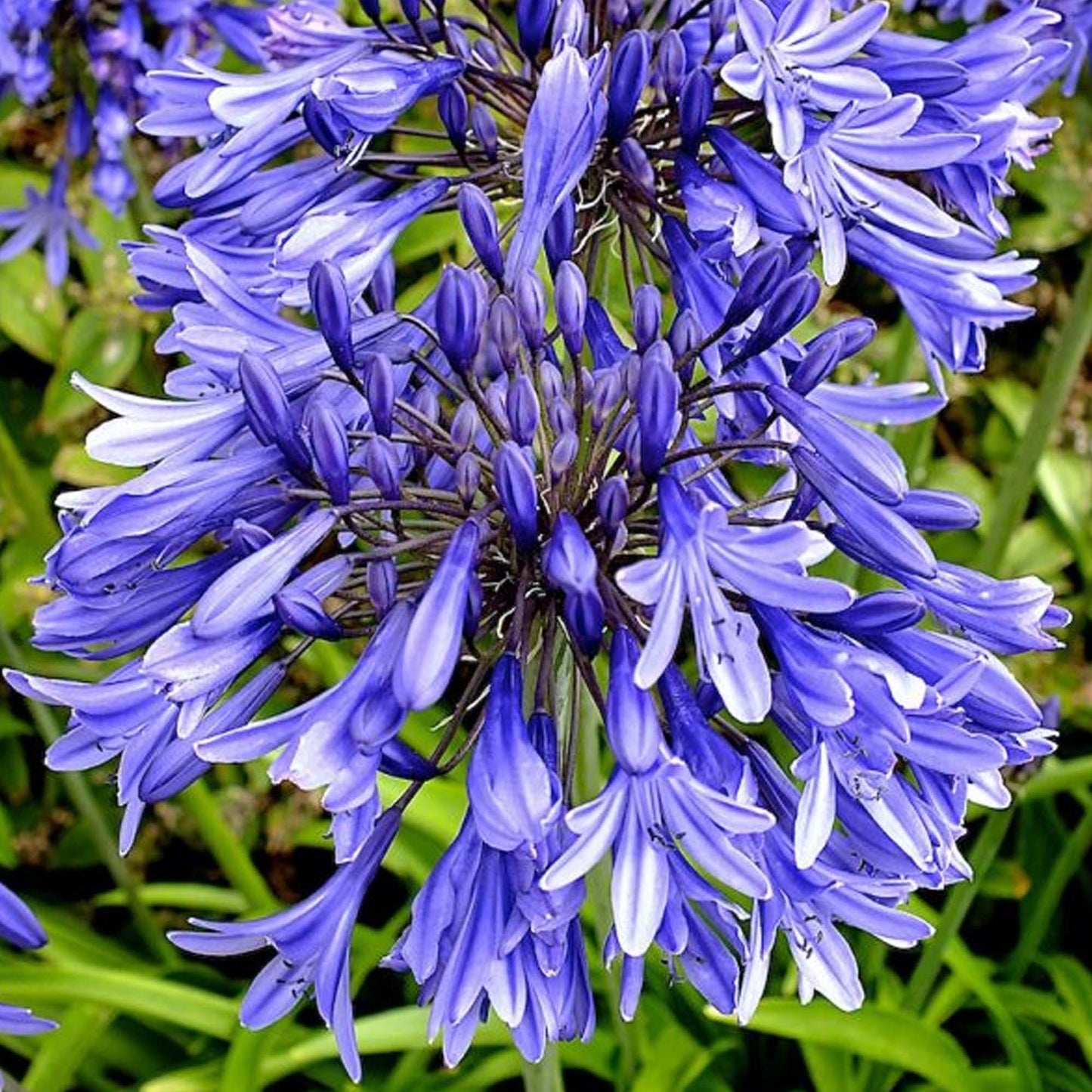 Agapanthus Stardust (9cm)
