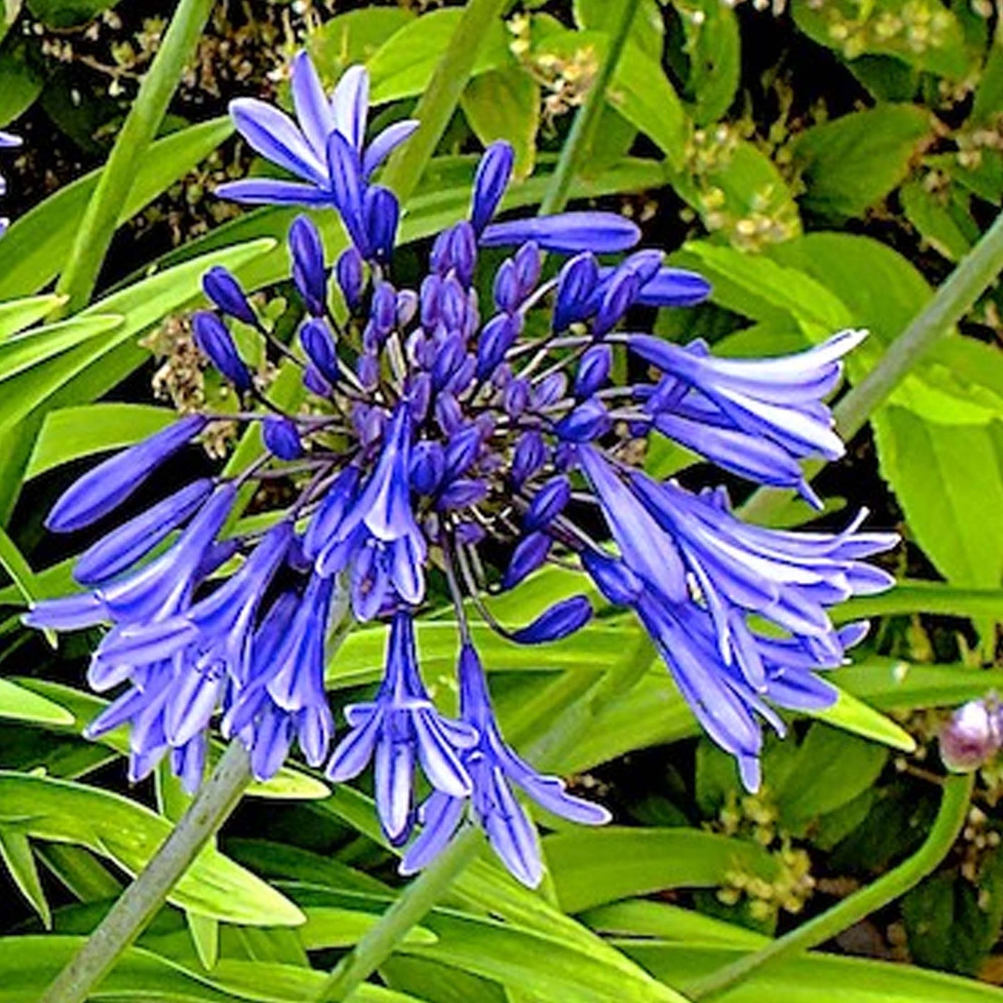 Agapanthus Stardust (9cm)
