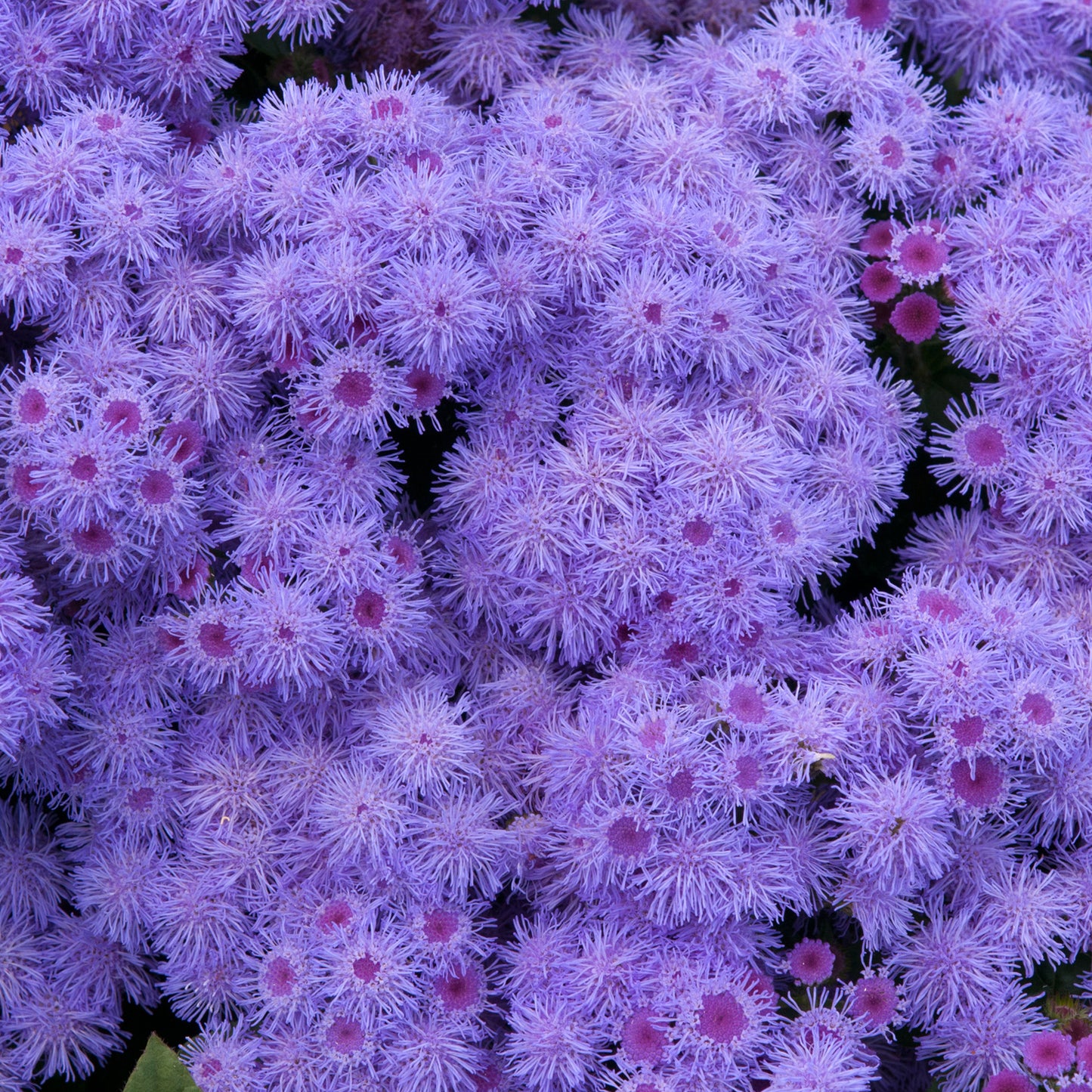 Bedding Plants - Ageratum F1 Champion Blue (6 Pack)