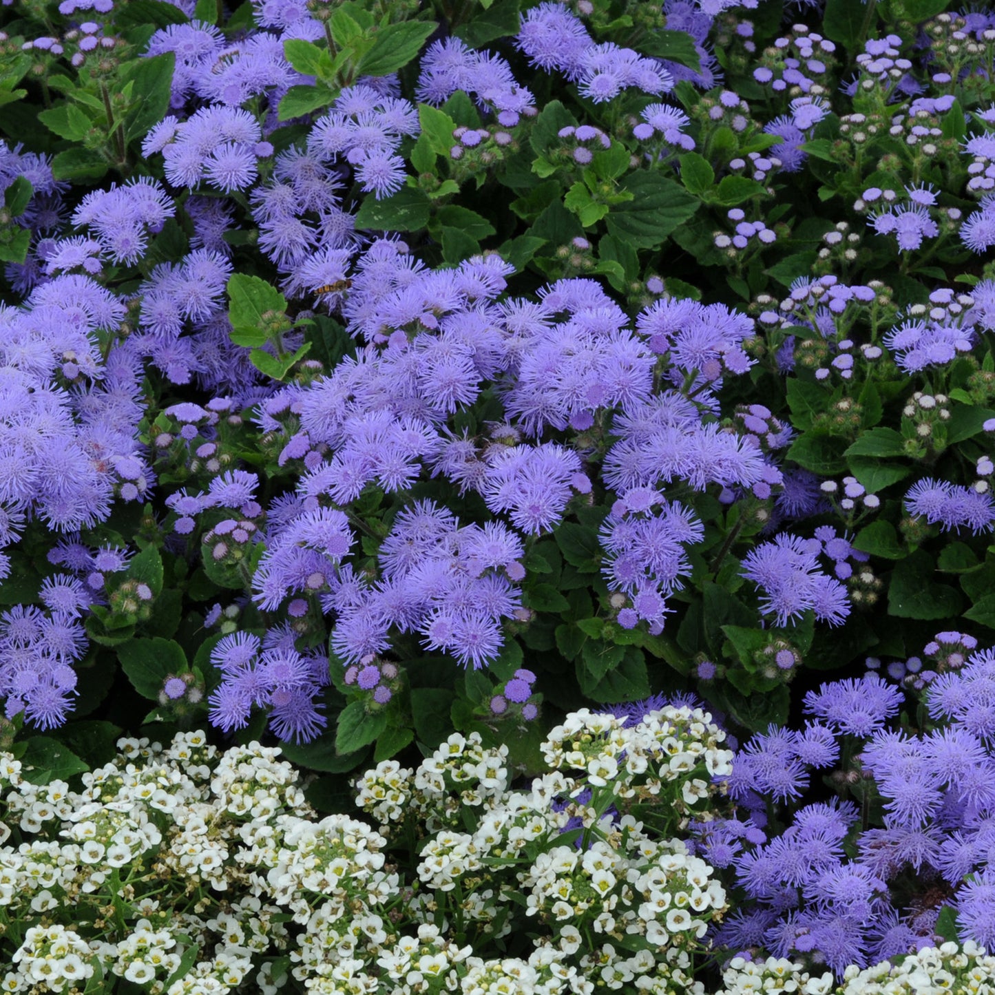 Bedding Plants - Ageratum F1 Champion Blue (6 Pack)