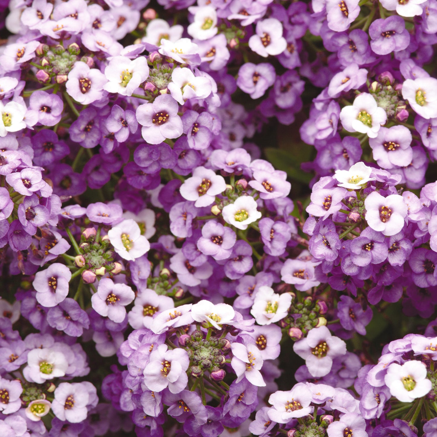 Bedding Plants - Alyssum Clear Crystal Purple (10 Pack)
