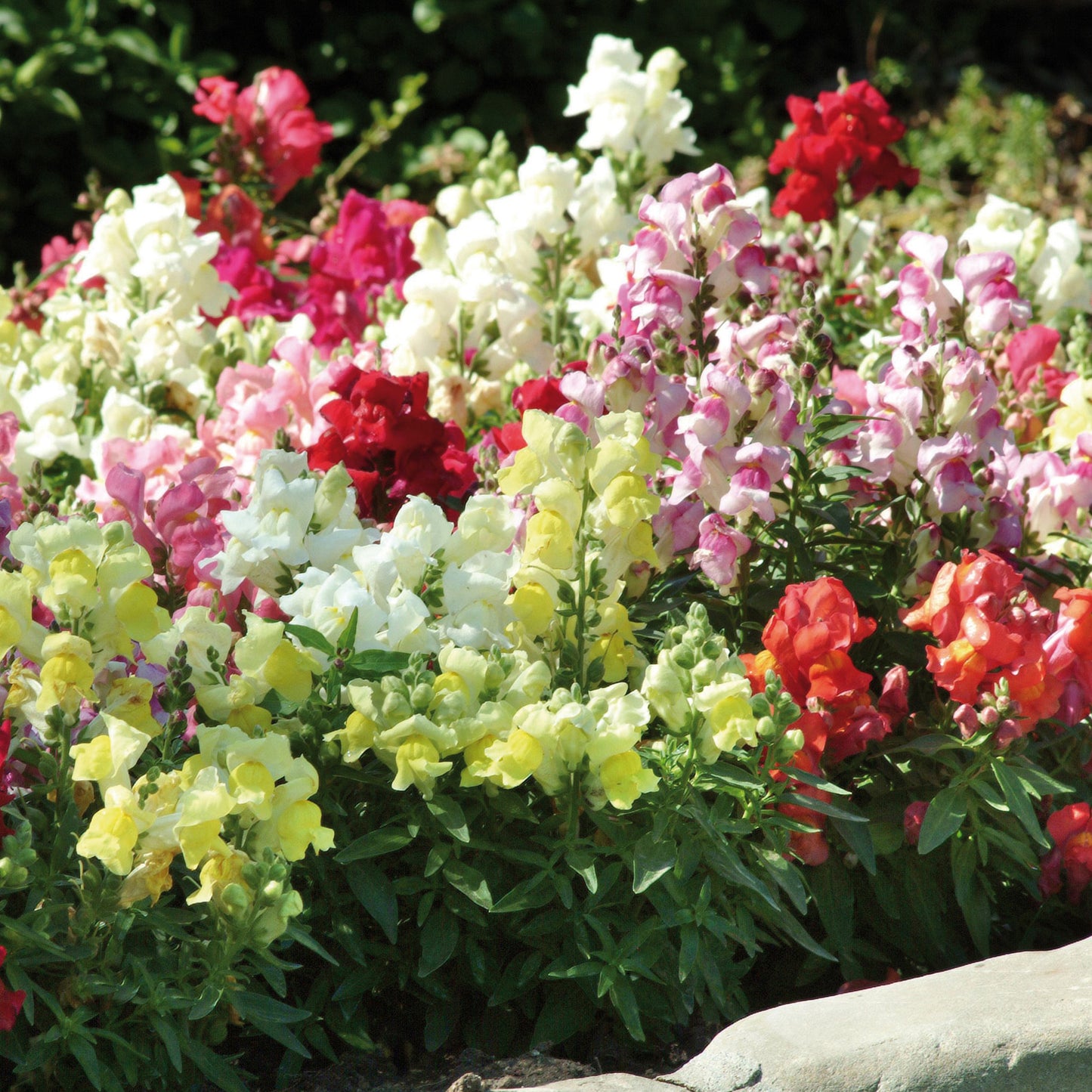 Bedding Plants - Antirrhinum F1 Appeal Mixed (6 Pack)