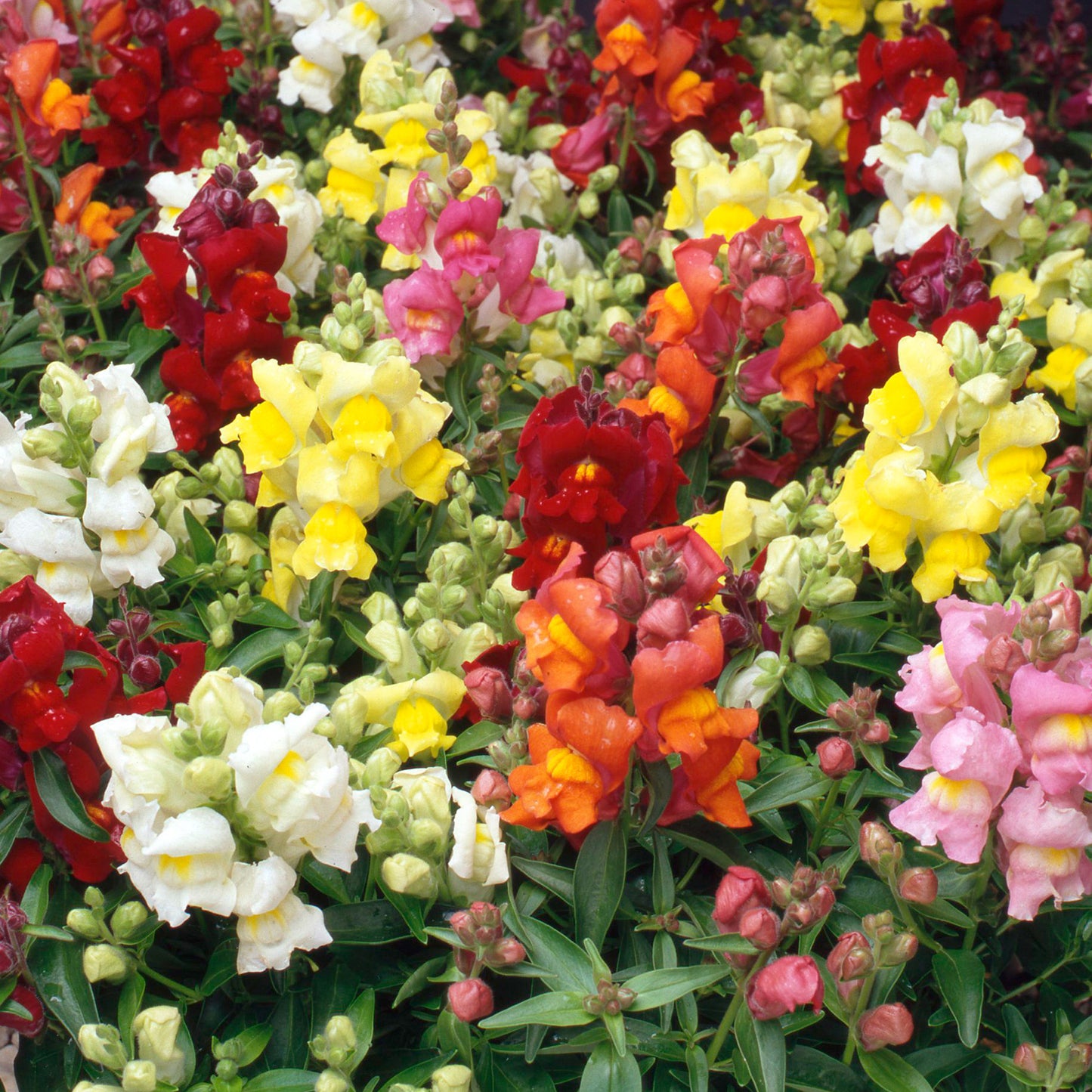 Bedding Plants - Antirrhinum F1 Appeal Mixed (6 Pack)