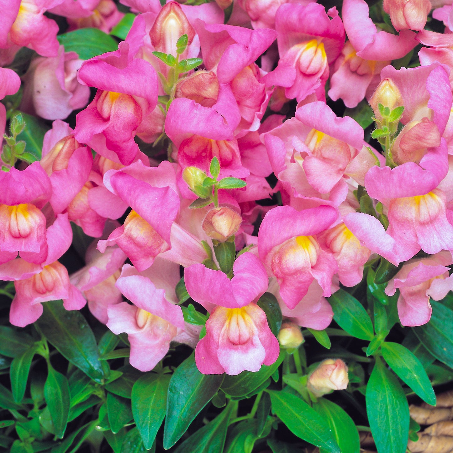 Bedding Plants - Antirrhinum F1 Appeal Pink (6 Pack)