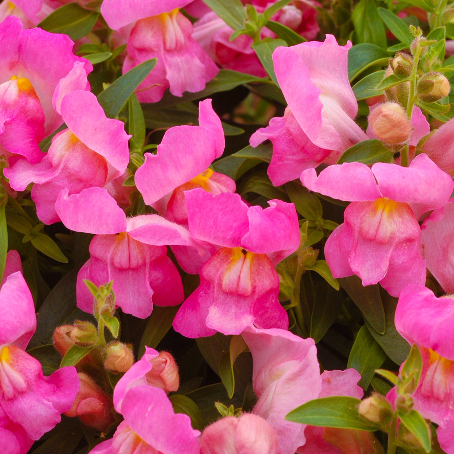 Bedding Plants - Antirrhinum F1 Appeal Pink (6 Pack)