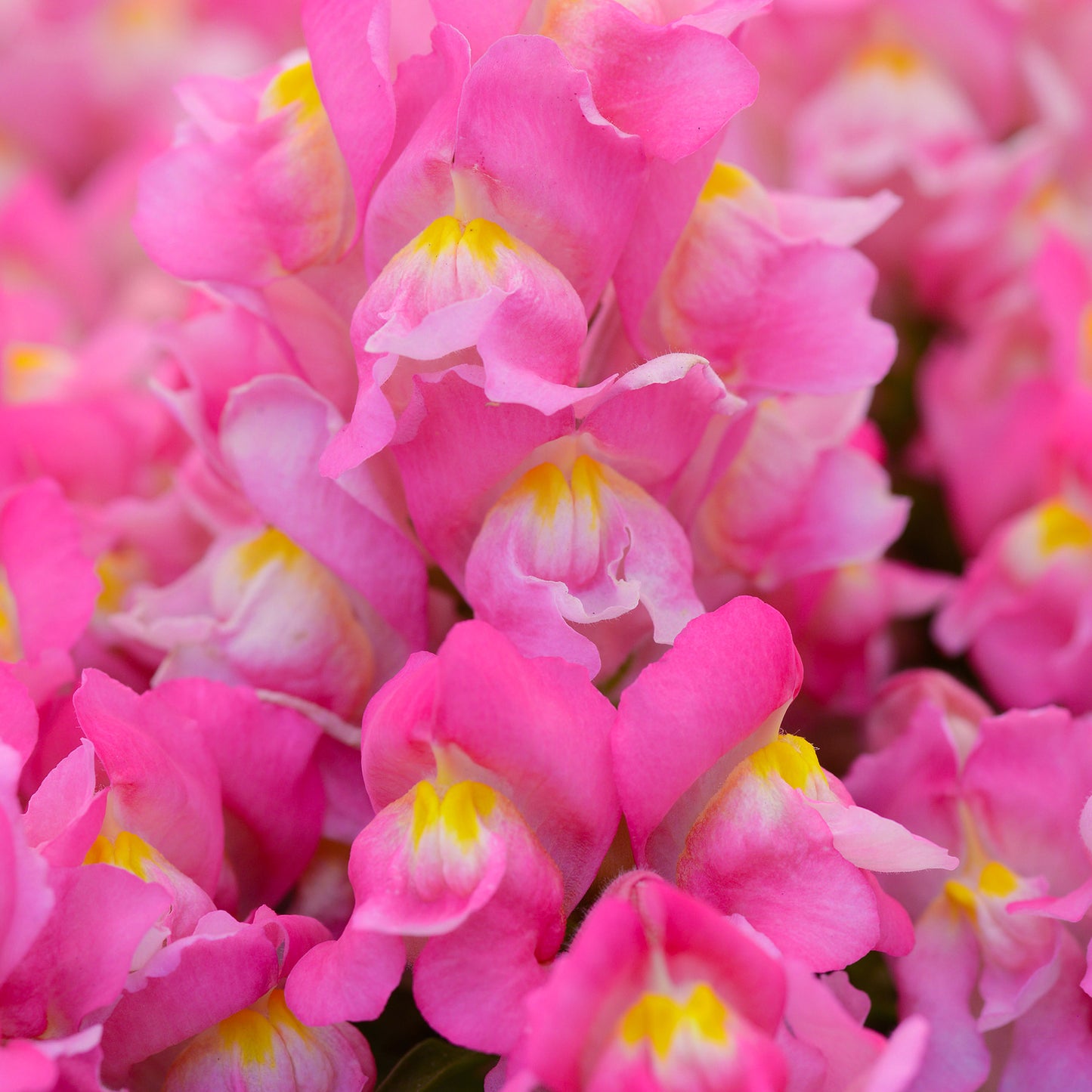 Bedding Plants - Antirrhinum F1 Appeal Pink (6 Pack)