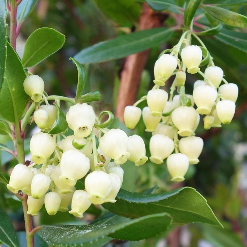 Arbutus Unedo Rubra Tree (12L, 5-6ft)