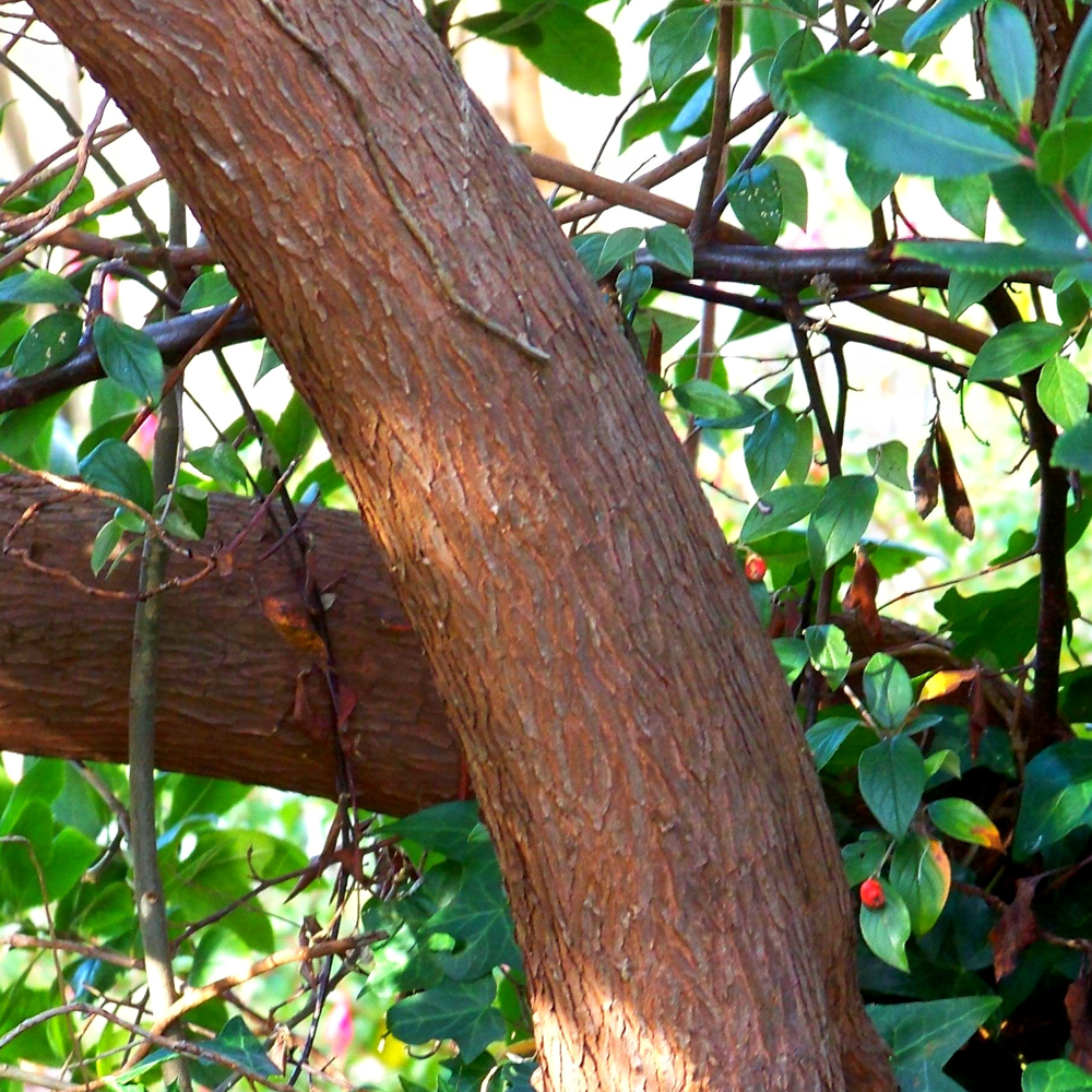Arbutus Unedo Rubra Tree (12L, 5-6ft)