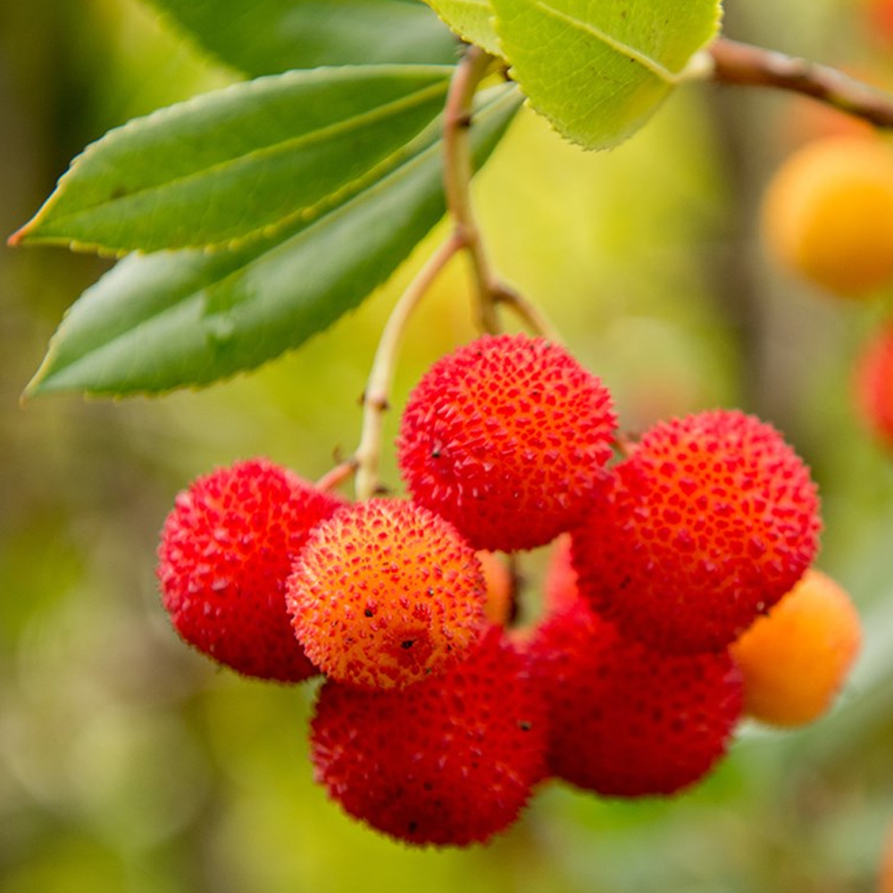 Arbutus Unedo Rubra Tree (12L, 5-6ft)