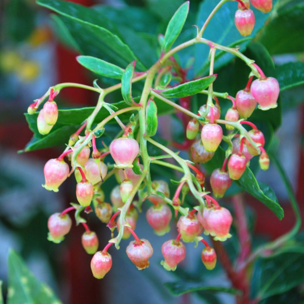 Arbutus Unedo Rubra Tree (12L, 5-6ft)