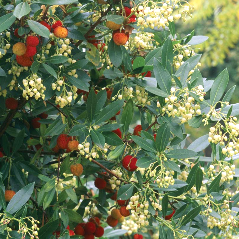 Arbutus Unedo Rubra Tree (12L, 5-6ft)