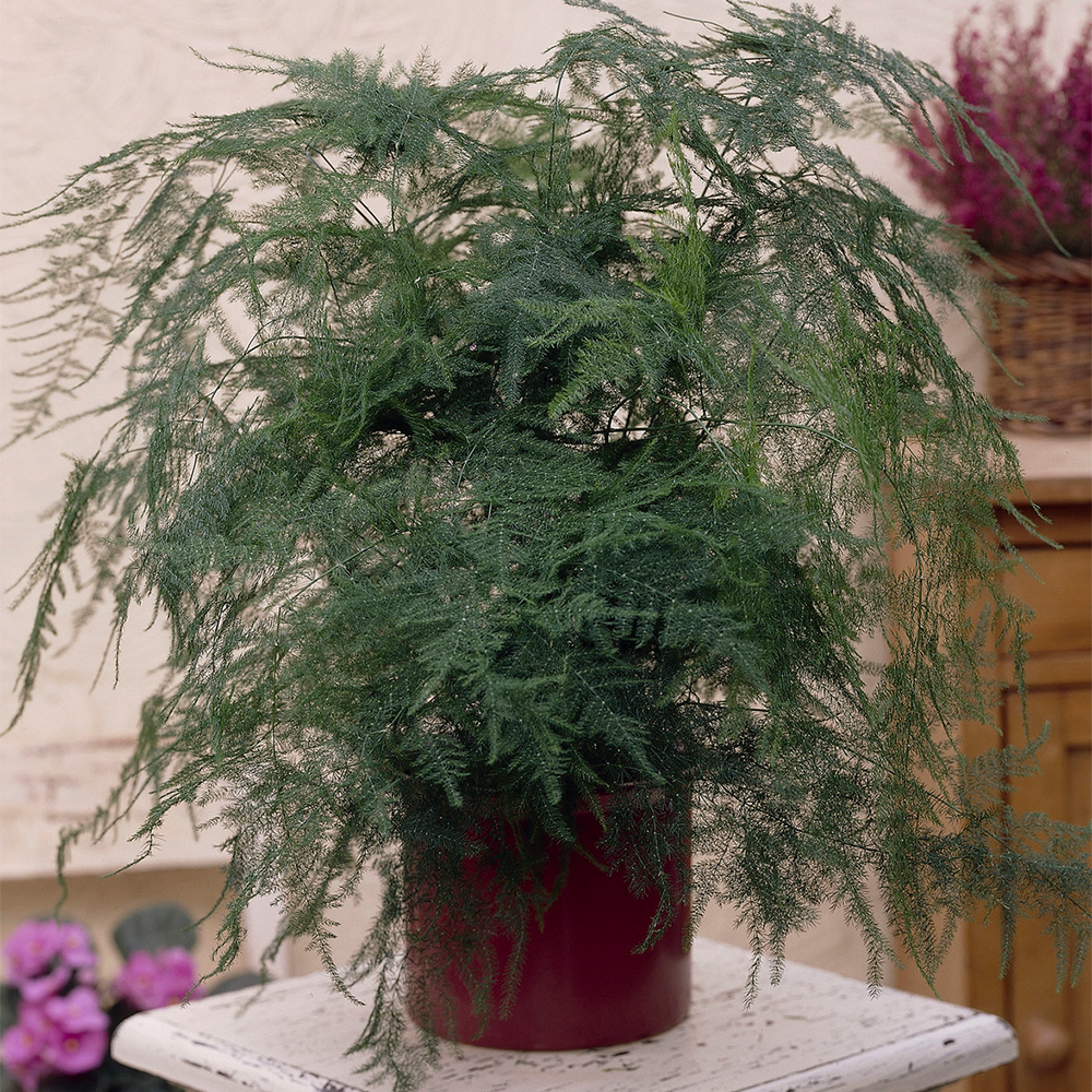 Asparagus plumosus (12cm, V2)