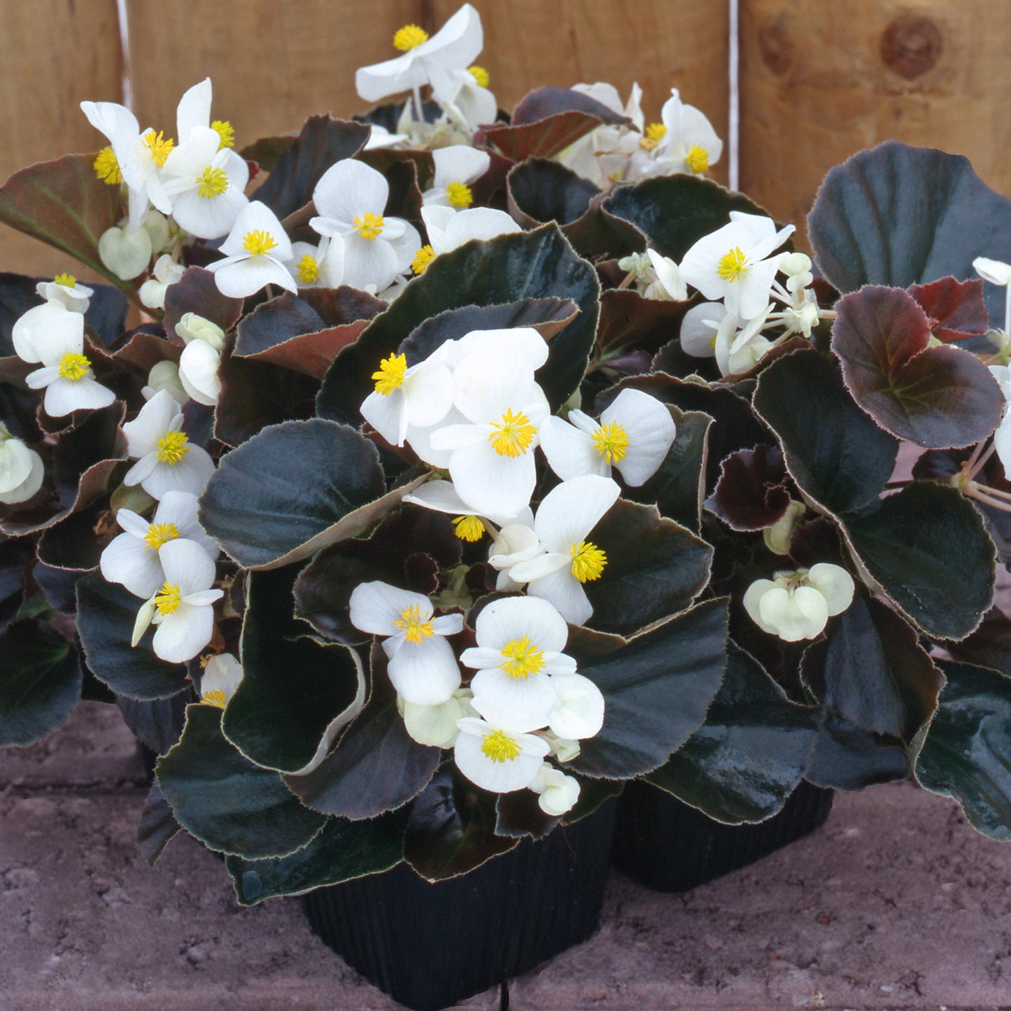 Bedding Plants - Begonia F1 Devil White (6 Pack)