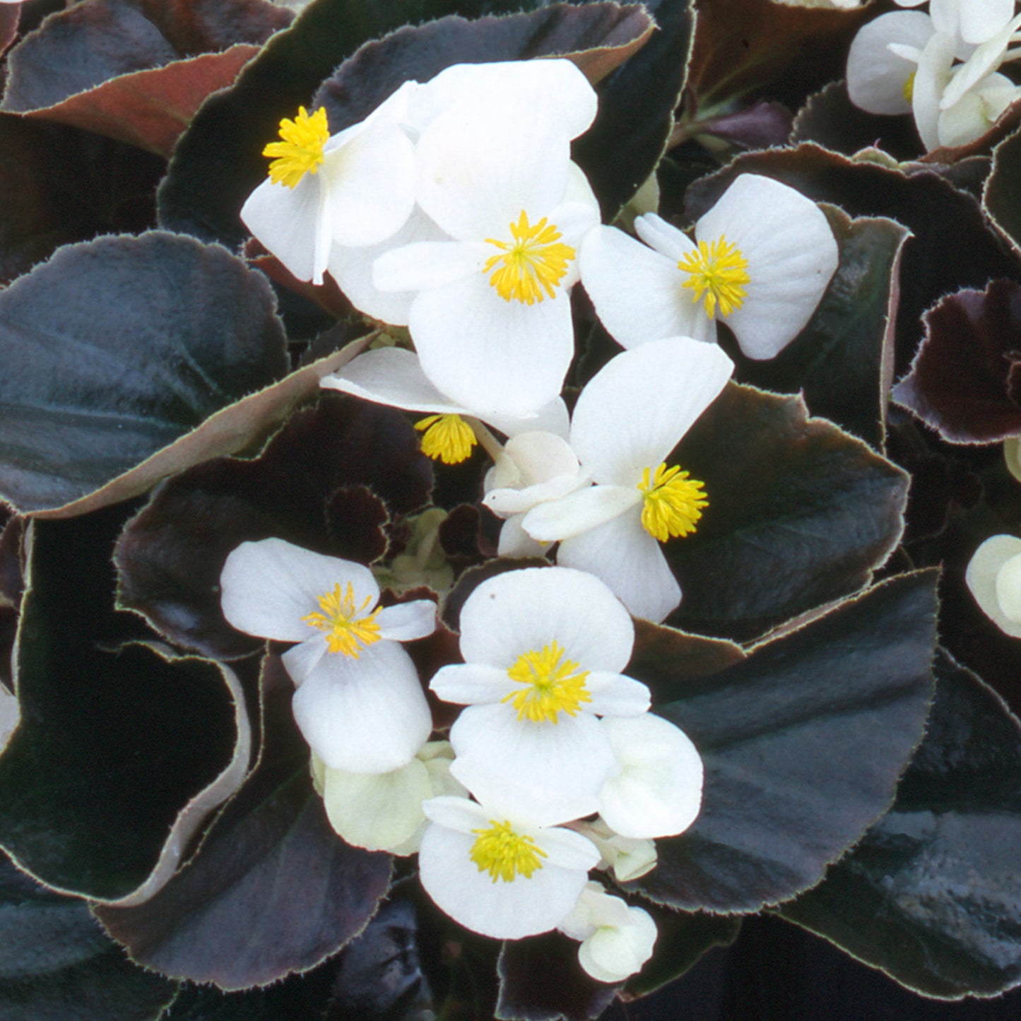 Bedding Plants - Begonia F1 Devil White (6 Pack)