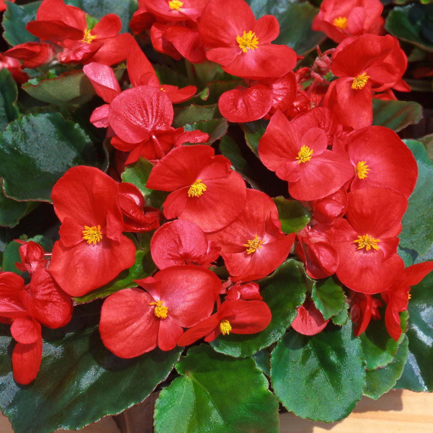 Bedding Plants - Begonia F1 Heaven Red (6 Pack)