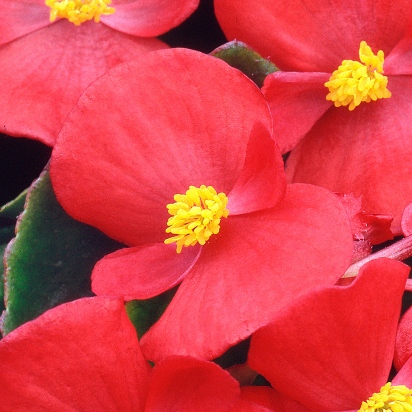 Bedding Plants - Begonia F1 Heaven Red (6 Pack)