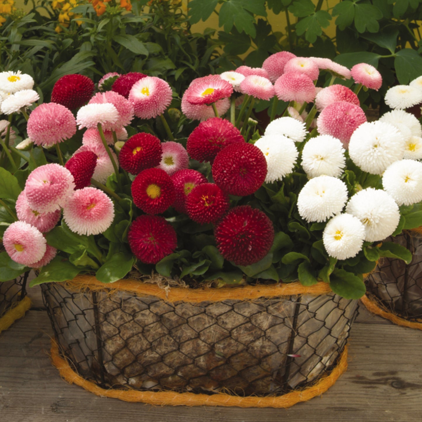 Bedding Plants - Bellis Bellissima Mixed (6 Pack)